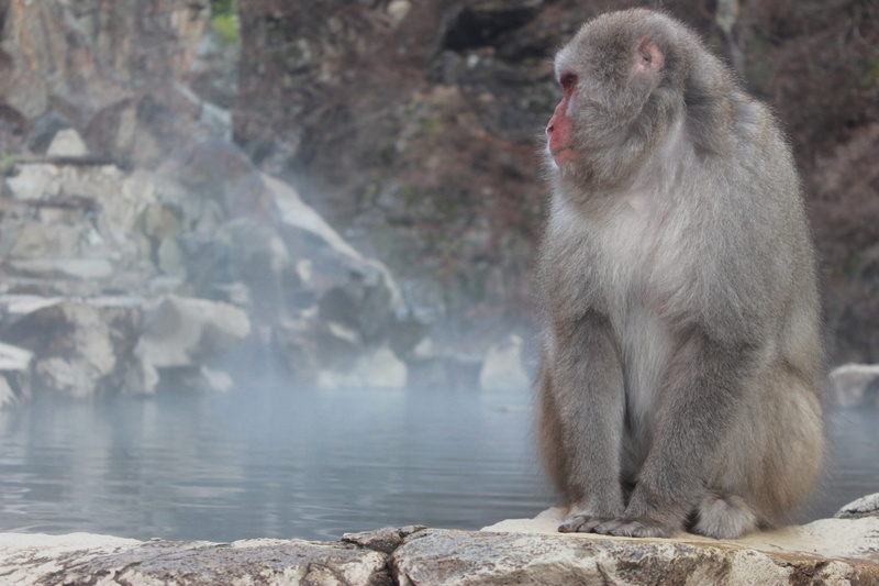 december, day, snow, mountain, animal wildlife, jigokudani, japan, one animal, animal, canon, no people, outdoors, hot spring, animal themes, baboon, 5K