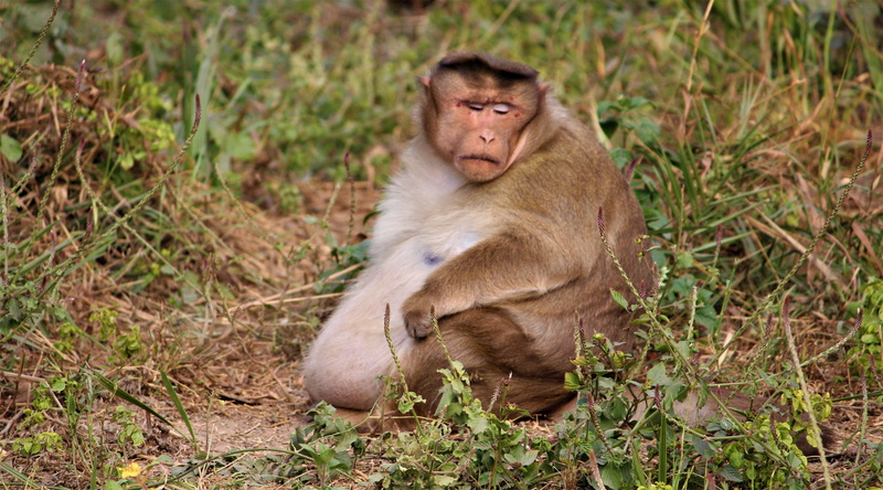 vertebrate, nature, home, female animal, no people, sitting, food, young animal, fat, animal wildlife, animals in the wild, land, field, day, unhealthy