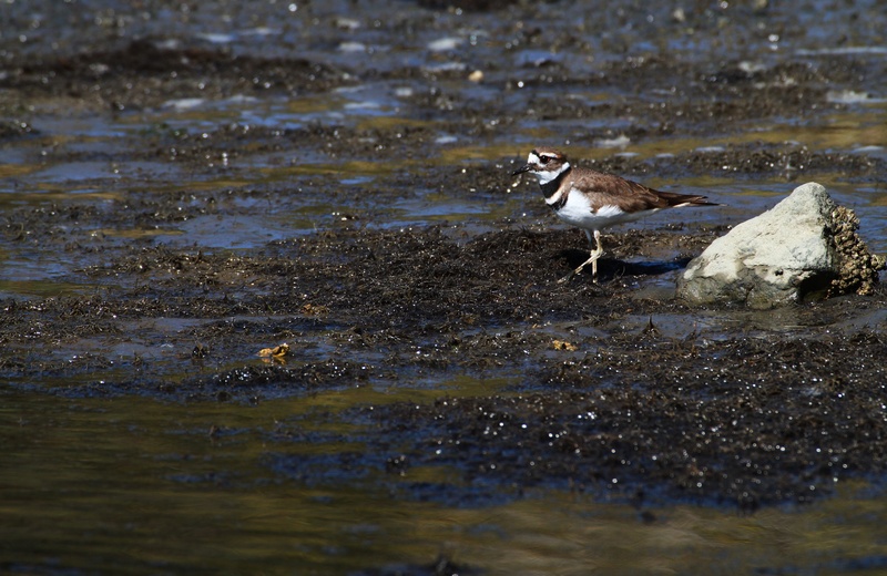 animal themes, one animal, seagull, rock, vertebrate, beak, shorebird, wildlife, animal, animal wildlife, wing, environment, marsh bird, no people, day