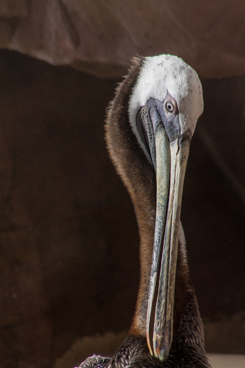 animal neck, nature, animal themes, 5K, outdoors, wildlife, one animal, close-up, wild, feather, flying, beak, b, bird, animal wildlife, day, animal eye