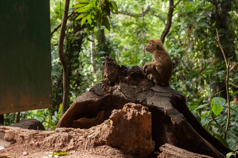4K, outdoors, tree, nature, bark, animal, mammal, primate, forest, vertebrate, nature park, tree trunk, kandy, animal themes, focus on foreground, animal wildlife