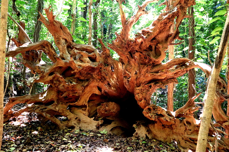 natural condition, outdoors, leaf, close-up, tranquility, brown, roots, 5K, sri lanka, redwood, tree, rough, day, yew, land, fungus, plant, beauty in nature