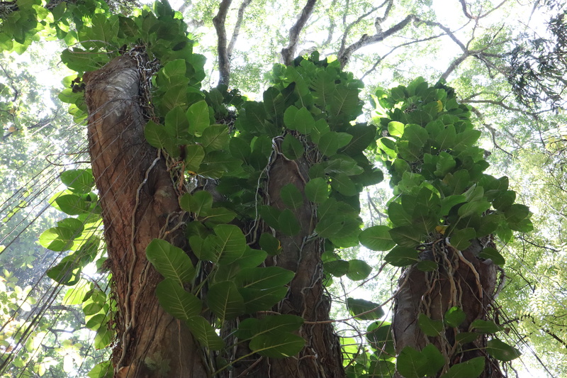 5K, garden, vegetation, koala, sunlight, animal, kandy, tranquility, outdoors, land, trunk, mammal, vine, jungle, growth, bark, sri lanka, nature, low angle view