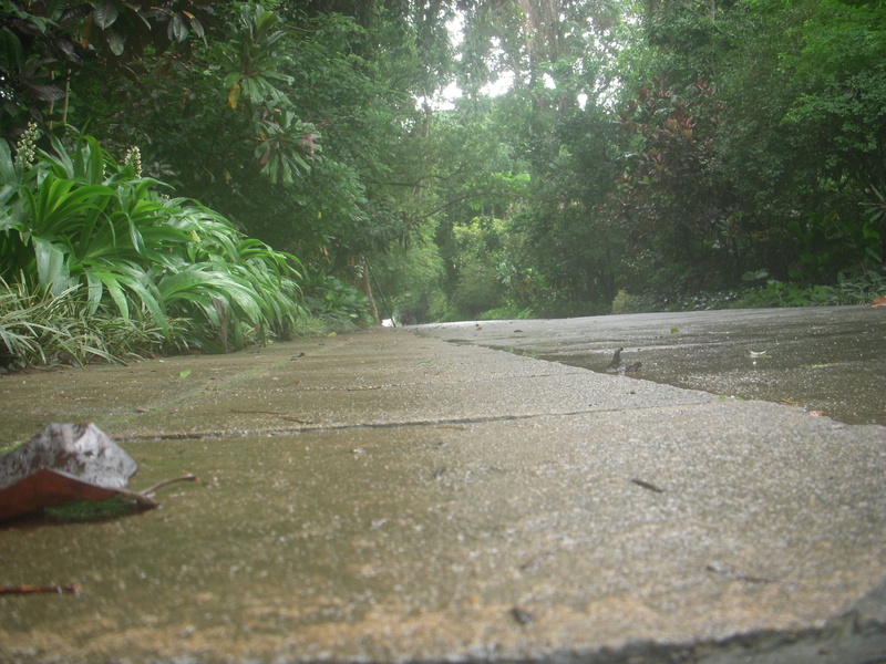 tranquility, road, beauty in nature, no people, diminishing perspective, street, concrete, grey, kandy, direction, green color, transportation, sri lanka