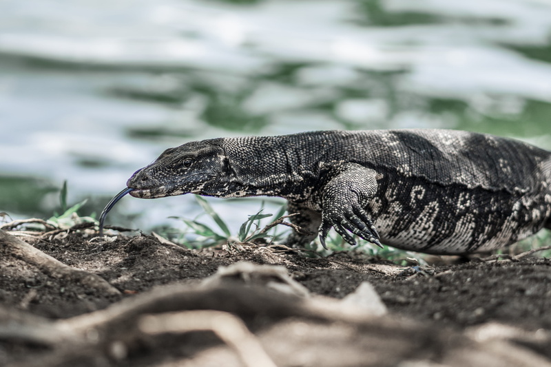 outdoors, 4K, alligator, animal, gray, animal themes, sri lanka, lizard, beside, no people, rattlesnake, animals in the wild, walking, animal wildlife