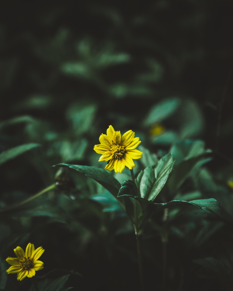 no people, close-up, petal, inflorescence, outdoors, freshness, fragility, plant, focus on foreground, yellow, day, growth, flower, leaf, 4K, kandy, nature