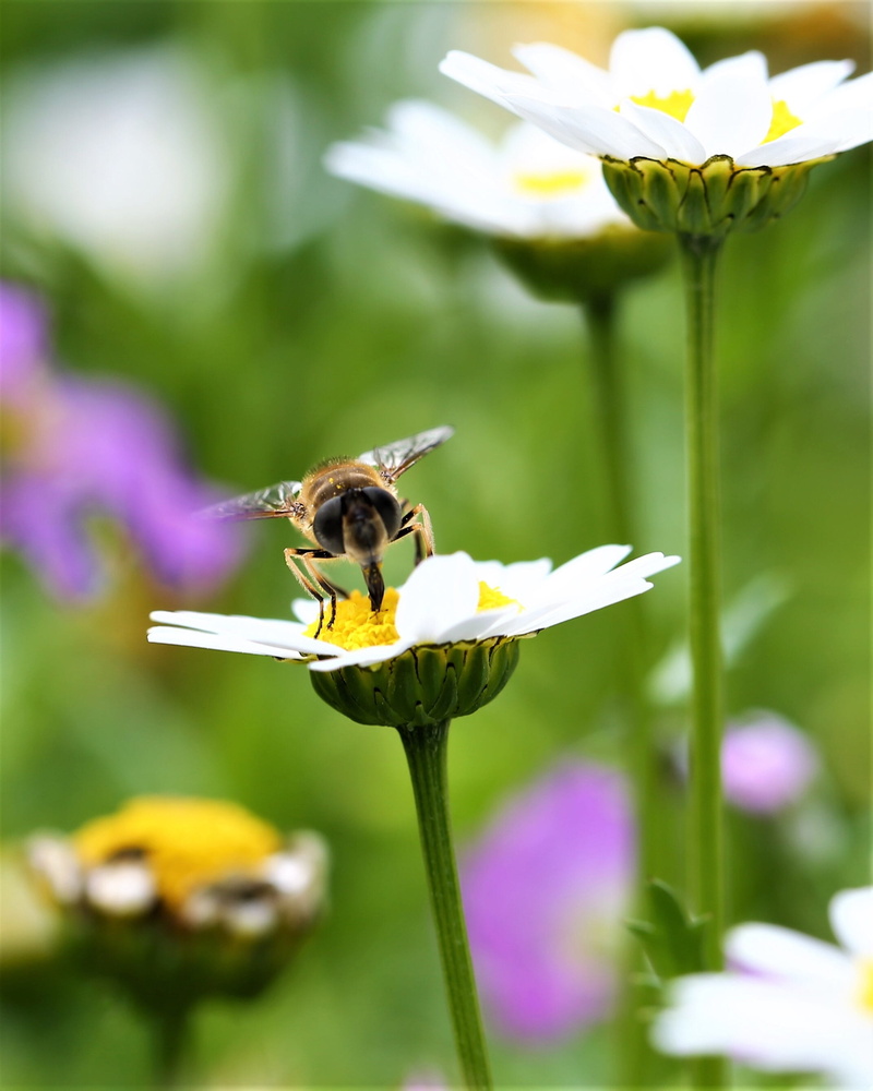 flower, insect, daisy, macro, growth, bee, garden, petal, animal wildlife, animal, close-up, one animal, outdoors, pollen, forage, 2K, thailand, roosting