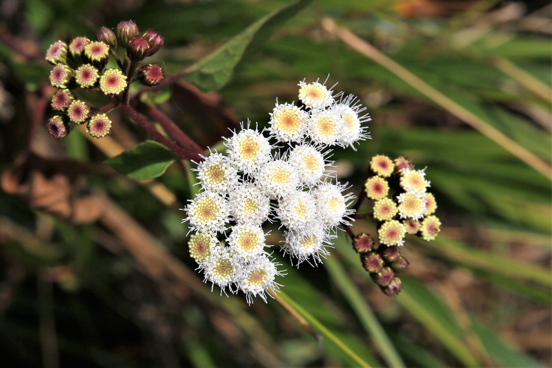 plant, chiangmai, 4K, growth, flowering plant, floral, botany, fragility, vulnerability, close-up, garden, thailand, green color, day, focus on foreground