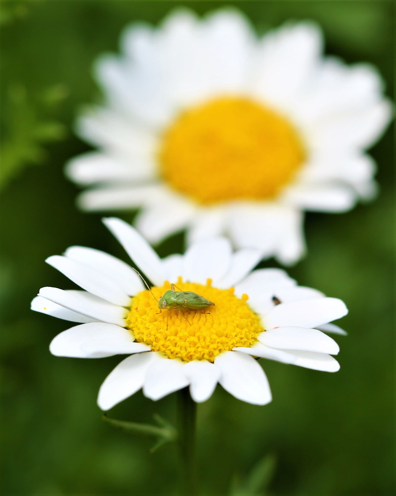 freshness, wings, macro, day, focus on foreground, animal, pollen, flowering plant, plant, no people, white color, nature, 2K, vulnerability, garden, inflorescence