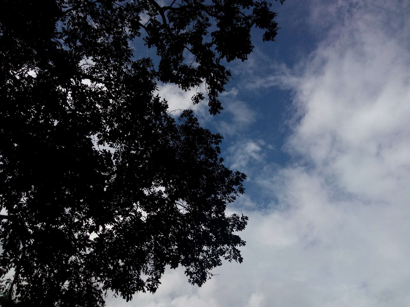 outdoors, blue sky, height, no people, thai, day, 4K, tranquility, treetop, sky, idyllic, tree, growth, non-urban scene, branch, chiangmai, tree canopy