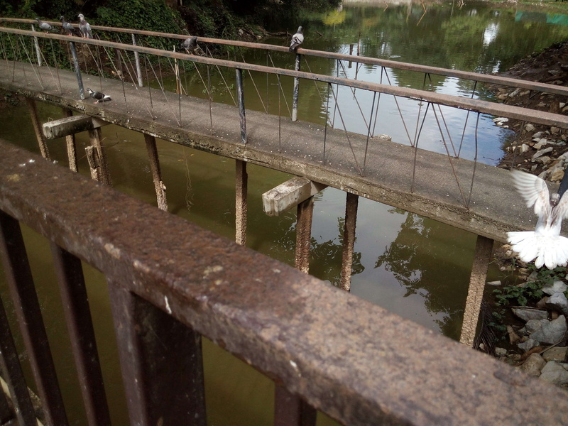 birds, boundary, connection, 4K, outdoors, reflection, chiangmai, plant, built structure, metal, no people, day, lake, barrier, nature, puddle, architecture