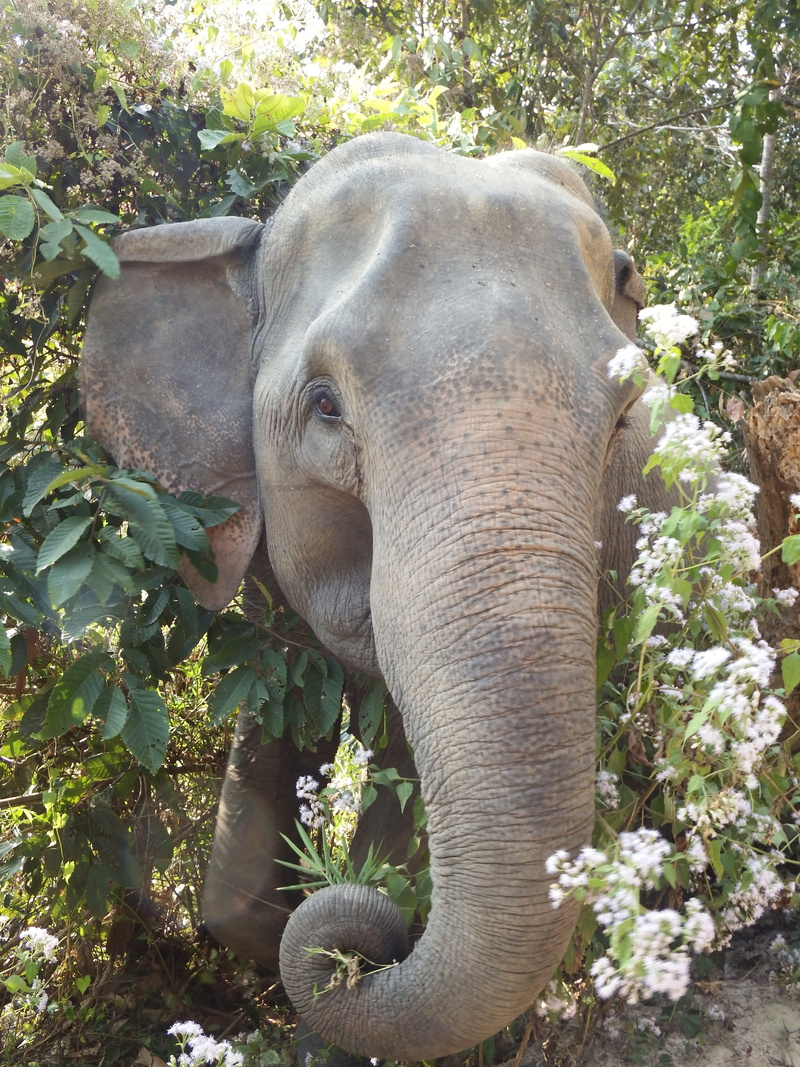 animal themes, animal trunk, pachyderm, nature, animal, 4K, forest, wildlife, land, vertebrate, elephant, animals in the wild, day, animal wildlife, close-up