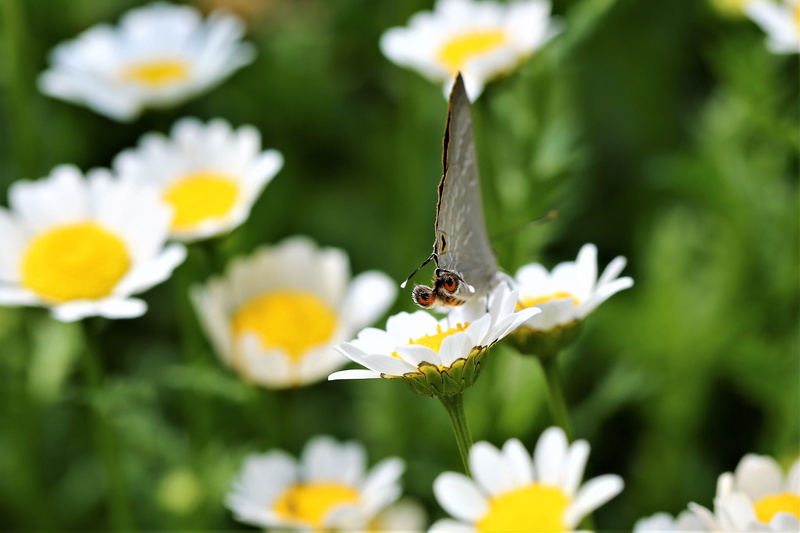 animal wildlife, nature, no people, garden, chiangmai, animals in the wild, pollen, invertebrate, outdoors, wings, 4K, animal, butterfly, animal wing