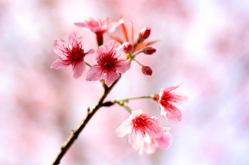 softness, branch, close-up, growth, selective focus, cherry tree, flower, blossom, pink, no people, freshness, flowers, pollen, flowering plant, fragility