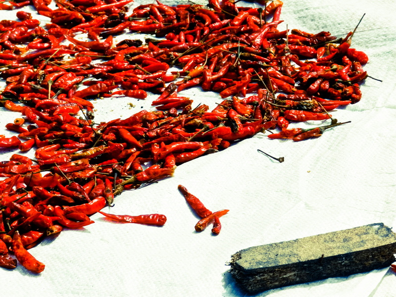 close-up, insect, no people, pepper, thailand, group of animals, spicy, animals in the wild, still life, bangkok, food and drink, ingredient, hood, chiangmai