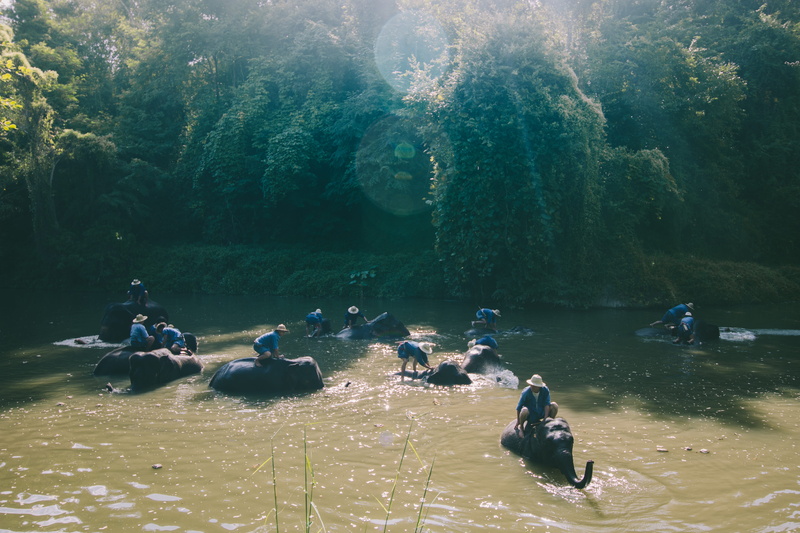 body, day, men, mahoot, environment, waterfront, photo, animal, forest, war, nature, plant, water, aid, rainforest, beauty in nature, wildlife, real people