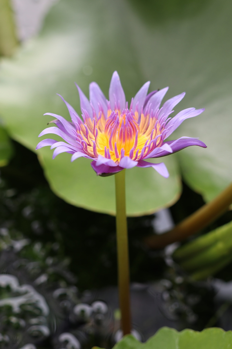 5K, no people, purple waterlily, fragility, pollen, flower head, green, leave, petal, straight, lotus, water lily, growth, day, meditation, one, leaf