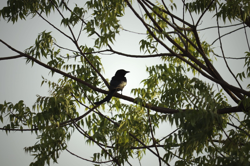 outdoors, park, india, silhouette, wildlife, delhi, bird, perching, wild, plant, building, exterior, animals in the wild, one animal, leaf, architecture