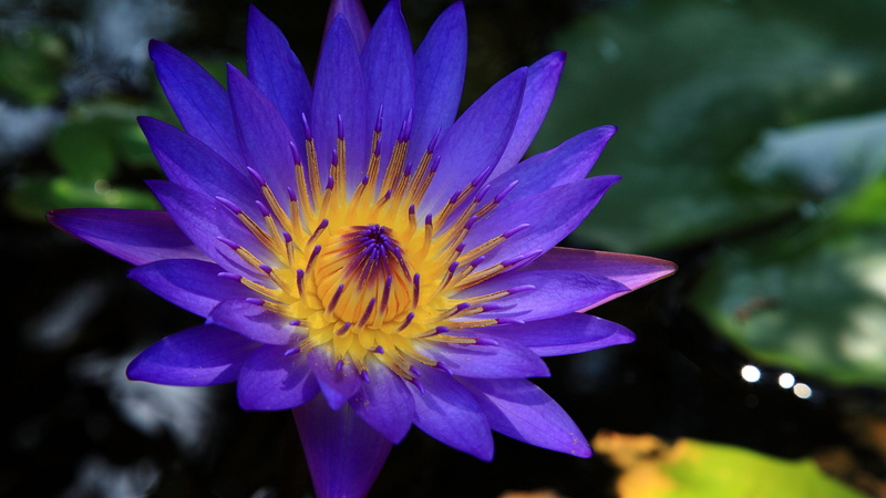 close-up, focus on foreground, vulnerability, day, the blue lotus, 4K, beauty in nature, growth, petal, pollen, water lily, flower, fragility, freshness