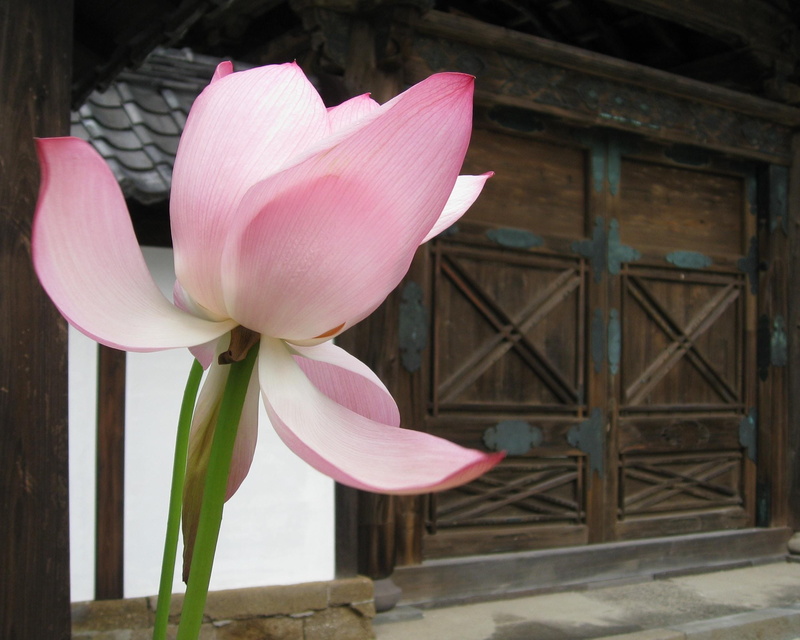 inflorescence, floral, fragility, day, flowering plant, vulnerability, Asia, no people, architecture, lotus water lily, entrance, nature, freshness, beauty in nature