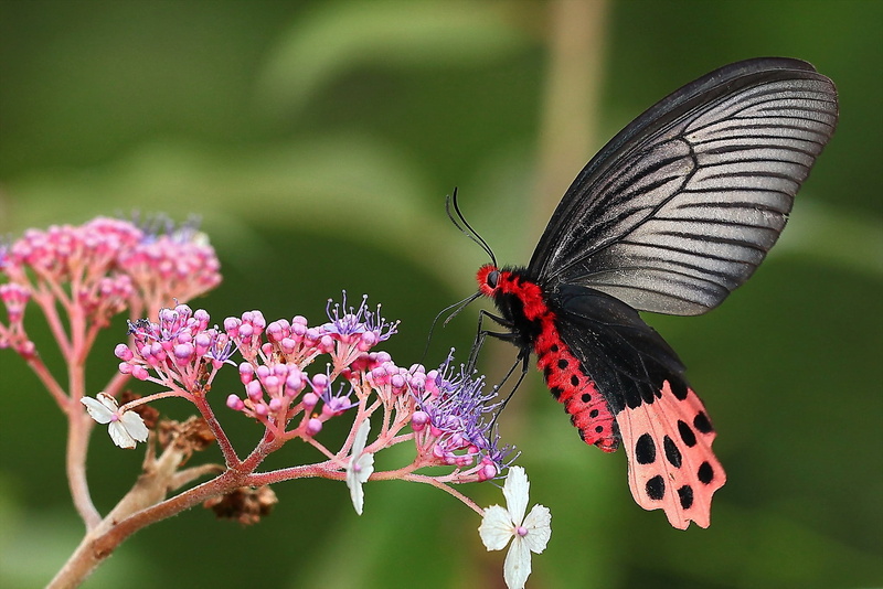 flower head, lepidoptera, backgrounds, plant, summer, flowers, animal Antenna, branches, pollination, animal themes, fragility, 1080P, nature, macro, great