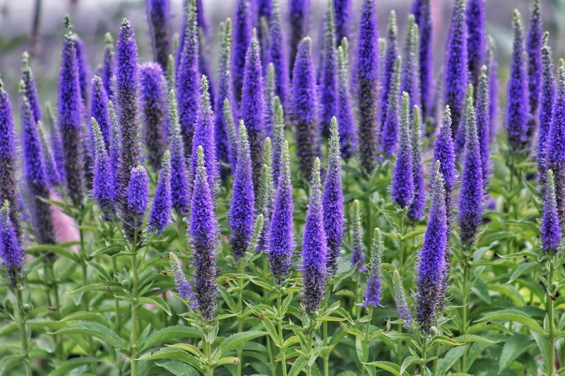 flowering plant, ornamental garden, flowerbed, lavender, beauty in nature, vulnerability, plant, day, flowers, flower head, group, close-up, 4K, ogden utah temple - the church of jesus christ of latter-day saints