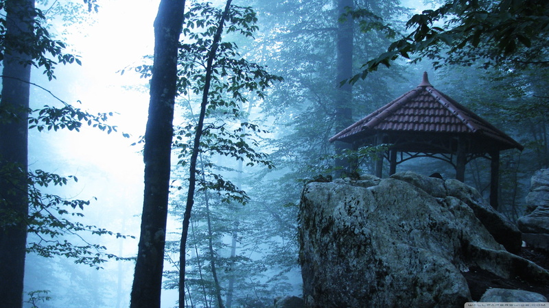 forest, tranquil scene, rock, tree, landscape, nature, no people, trunk, 2K, land, growth, pagoda, tranquility, leafed, tree trunk, low angle view, beauty in nature