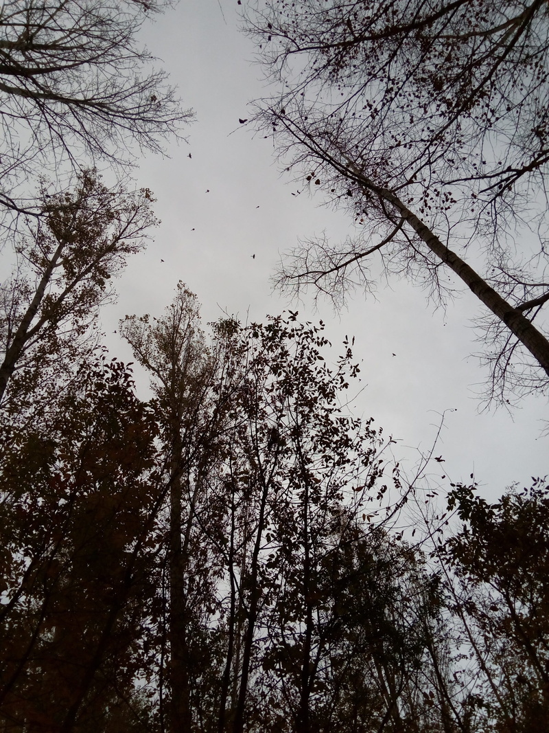 Forest, sky, 2K, trees, no people, nature, land, sorrow, idyllic, tranquility, plant, directly below, autumn, low angle view, partly cloudy, silhouette