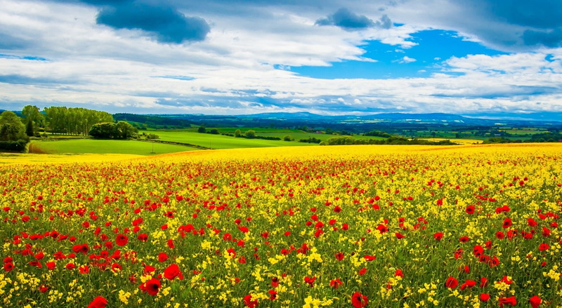 bed, growth, cloud - sky, nice weather, freshness, multi colored, vibrant color, Nice, Seasons, flower, tranquil scene, Field, Landscape, blue sky, springtime