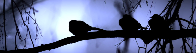 thoughts, human body part, one animal, photo, without clouds, emotion, 2K, dark, indoors, women, fatigue, silhouette, Sparrows, brand, nature, sorrow