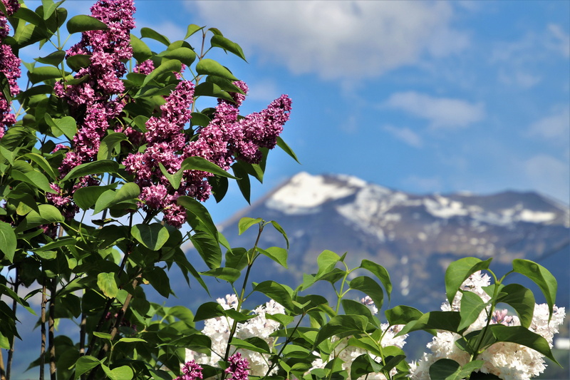 mountain, clouds, flowering, top view, sunrise, close-up, the sun, focus on foreground, bush, low angle view, blue sky, the prospect of, mood, lilac, freshness