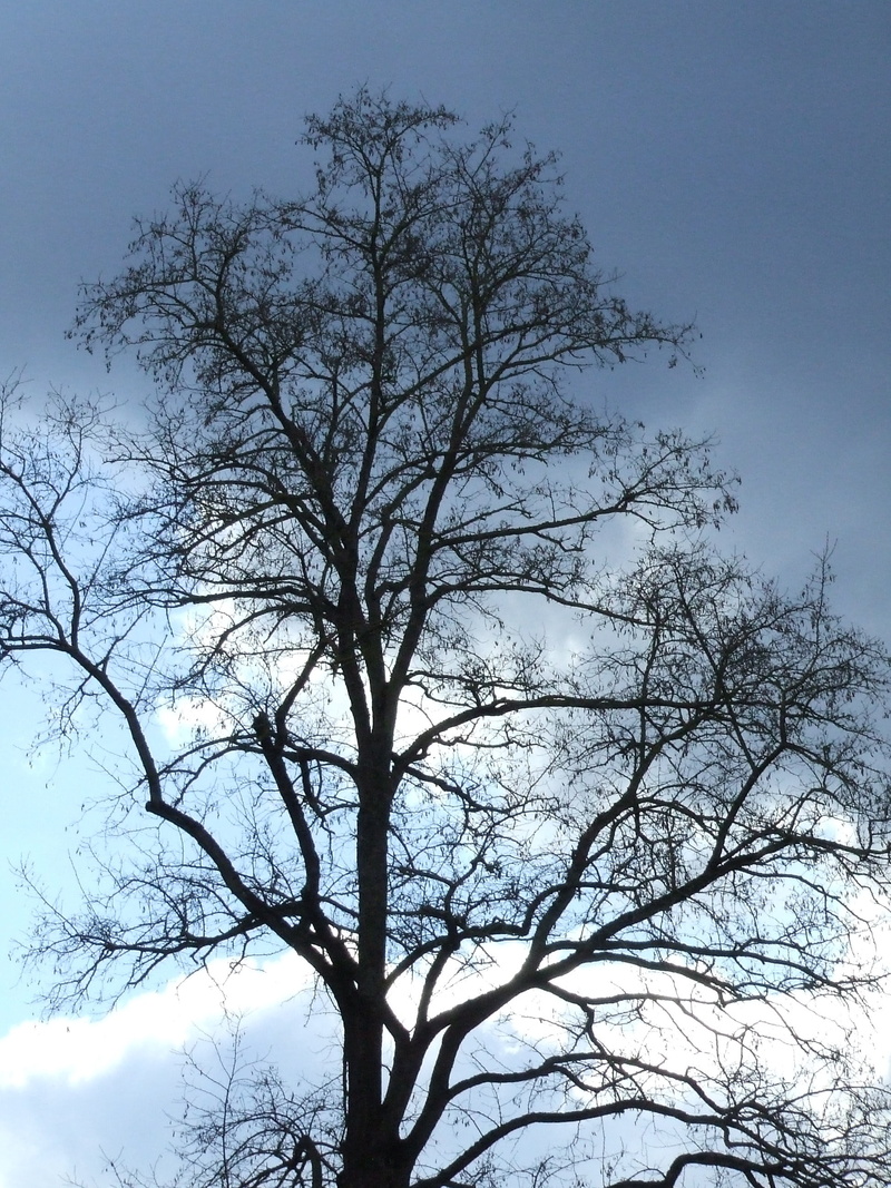 low angle view, cloud - sky, day, atmosphere, no people, nature, trunk, tree without leaves, tranquil scene, plant, tree canopy, winterlicher tree, growth
