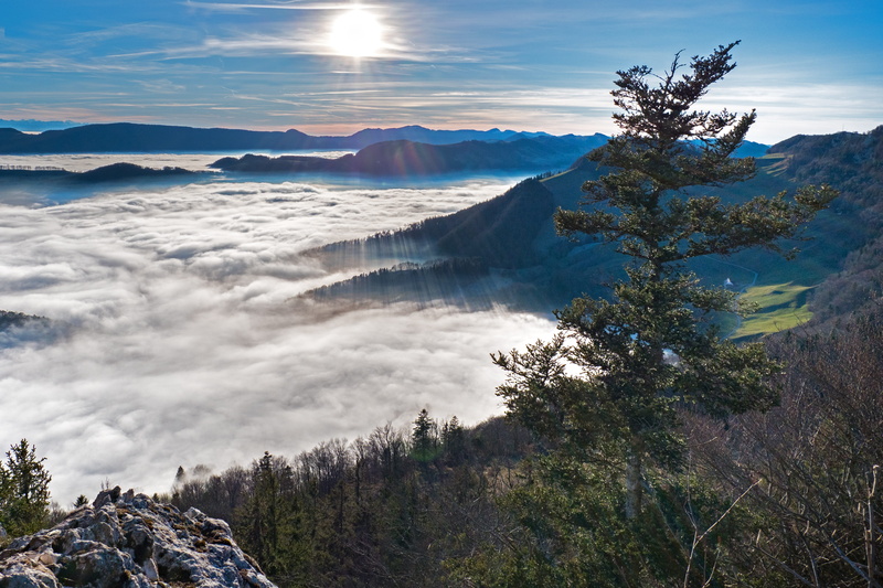 fog, tree, view, day, tranquility, beauty in nature, outlook, scenics - nature, outdoors, plant, distant view, no people, cloud - sky, sunlight, nature