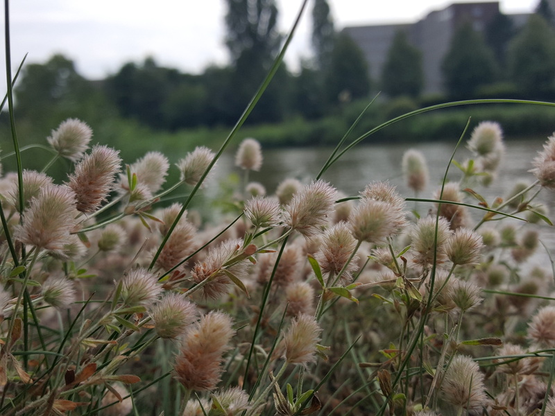 rabbit clover, focus on foreground, channel, no people, beauty in nature, thistle, tranquil scene, 2K, legume, day, trifolium arvense, klee, plant, field