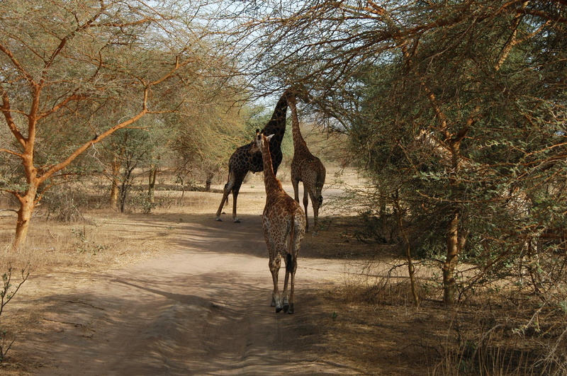 senegal, 1080P, animals, girafes, bandia, bia, eric berluteau