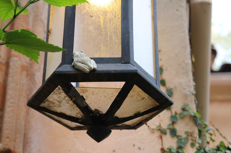 home, art and craft, sunlight, lamp, 5K, toad, frog, magic, animal representation, window, bright, day, animal themes, focus on foreground, glass, lighting equipment