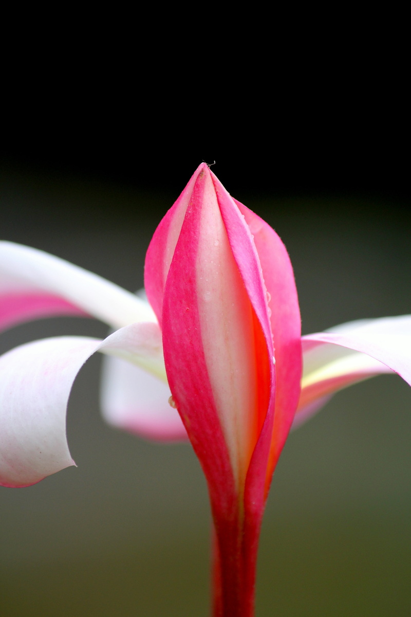 Magic, petal, 5K, plant, flower Head, Nature, leaf, photo, pink Color, closeup, flower, lily, pink, beauty In Nature, botany, flower  Flower, Lily flower