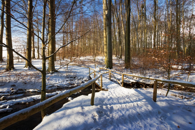 plant, land, sunbeam, atmospheric, winter magic, walk, snowy, Water, water, forest, sunset, cold temperature, shadow, recovery, weather, nature, field