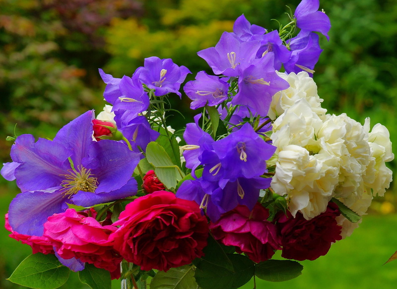 plant, multi Colored, purple, petaled, close-up, summer, vulnerability, beauty In Nature, nature, flowering plant, bouquet, softness, bunch of flowers