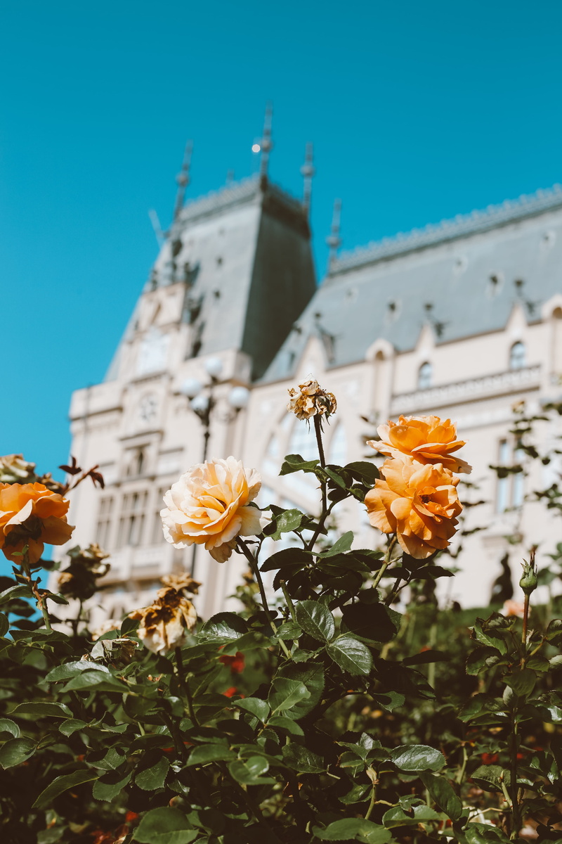 fragility, plant, flower head, tower, bell tower, day, built structure, growth, flower arrangement, vulnerability, nature, flowers, flower, daisies, daisy
