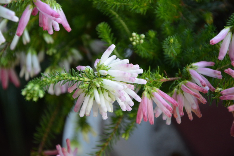 flowering plant, flowering, 5K, bouquet, pollen, nature, focus on foreground, green foliage, beauty in nature, selective focus, plant, garden, white bells roses