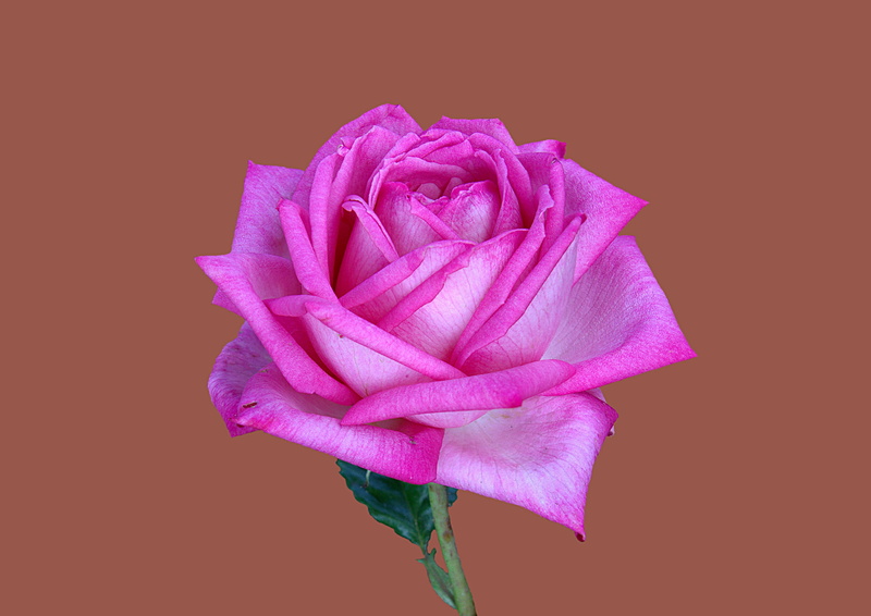 floribunda of wedding bells, close-up, rose garden, rosengarten bad kissingen, plant, 2K, beauty in nature, flowering plant, studio shot, bad kissingen