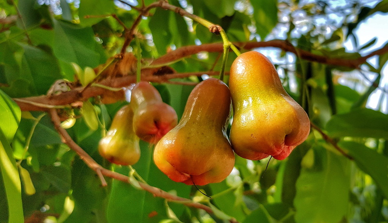2K, no people, bell apple, healthy eating, food and drink, plant part, crop, plant, leaf, outdoors, focus on foreground, ripe, branch, nature, green color