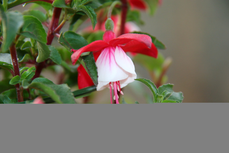 outdoors, red rose, growth, flower, red, vulnerability, flower head, freshness, fragility, nature, petal, beauty in nature, pink color, leaf, plant part