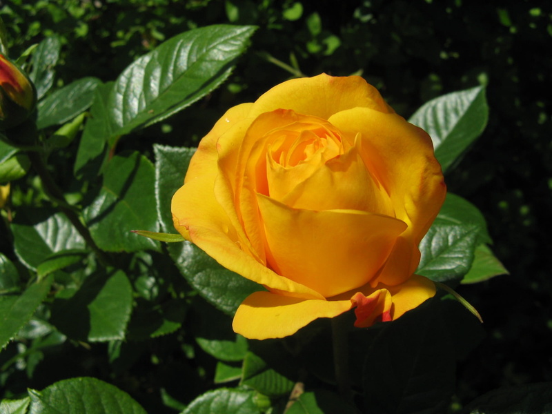 flowering plant, rose, floribunda, close-up, leaf, outdoors, freshness, golden, fragility, plant, arthur bell, plant part, springtime, bloom, flower, focus on foreground