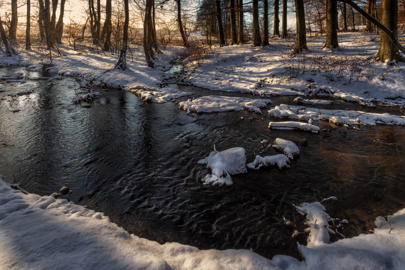 woodland, outdoors, tree, animals in the wild, sunbeam, Water, land, no People, mammal, day, sunset, cold - Temperature, atmospheric, Waldsee, water, recovery
