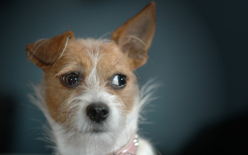 canine, animal Head, animal themes, purebred Dog, 2K, animal eye, brown, no people, friendship, small, white, animal body part, portrait, mammal, lap dog