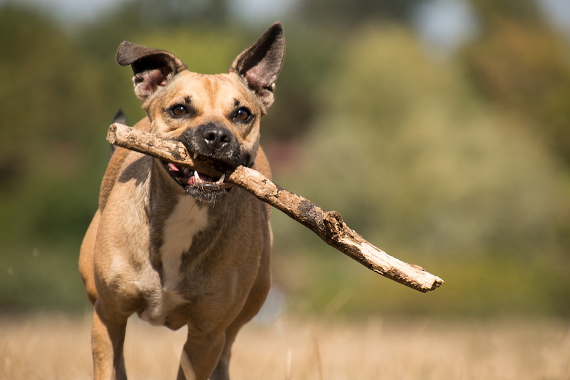 mammal, dog, day, play, stick - plant part, animal mouth, no people, pet collar, race, canine, pets, domestic animals, 4K, branch, portrait, mongrel stock