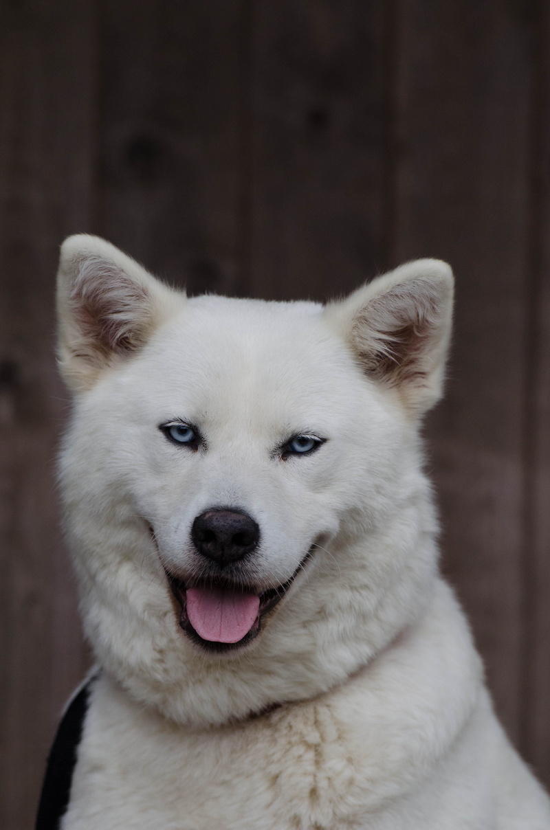 sled dog, photography, dog, 4K, vertebrate, husky, akita, pets, face, close-up, animal body part, focus on foreground, husky mongrel, front view, one animal