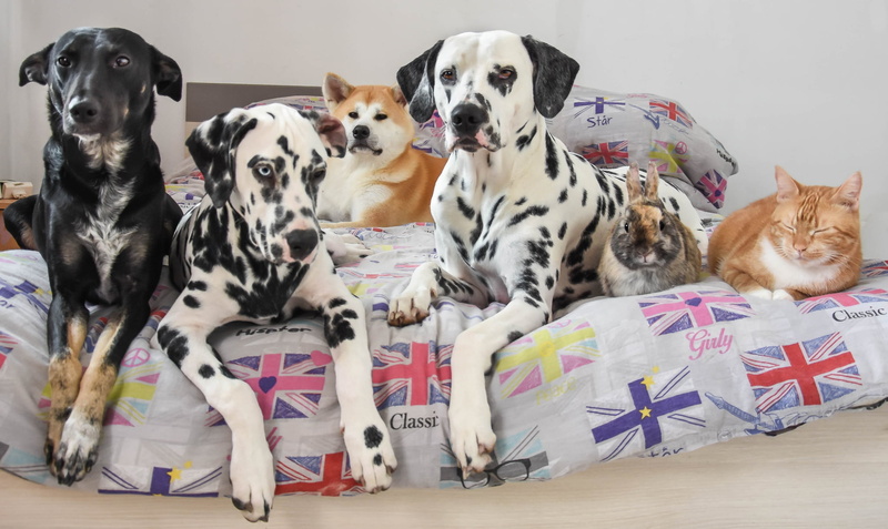 1080P, friends, bed, mongrel, Akita inu, rabbit, dalmatinci, dogs, cat